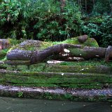 Previous image