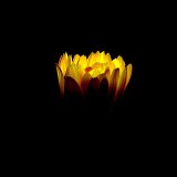 Picasa 2.0