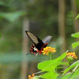Picasa 2.7