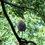 Picasa 2.7