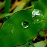Picasa 2.6
