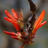 Picasa 2.7