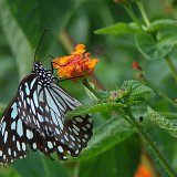 Picasa 2.7