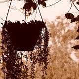 Picasa 2.7