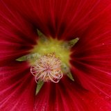 Picasa 3.0