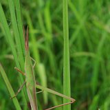 Previous image