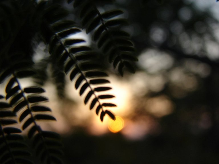 Picasa