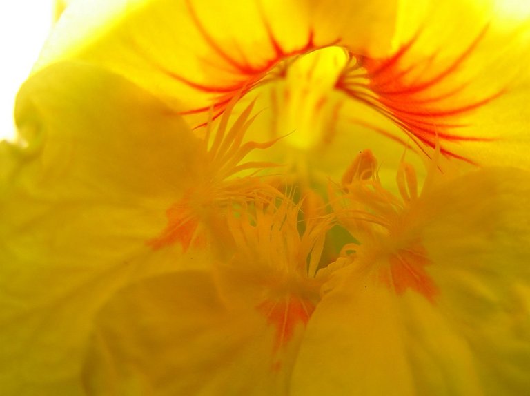 Picasa