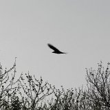 Picasa