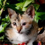 Picasa