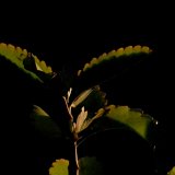 Picasa