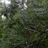 Picasa