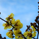Picasa