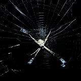 Picasa