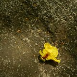 Picasa
