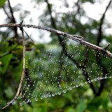 Picasa