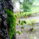 Picasa