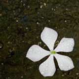 Picasa