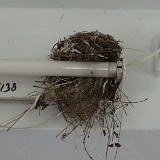 Previous image