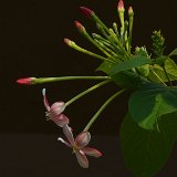 Next image
