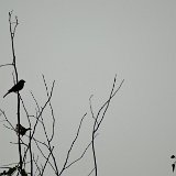 Next image