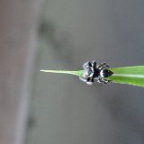 Next image