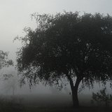 Next image