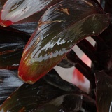 Previous image
