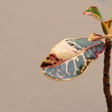 Previous image