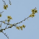 Previous image