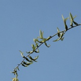 Previous image