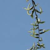 Previous image