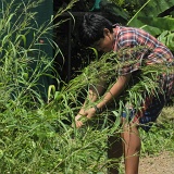 Previous image