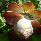Previous image