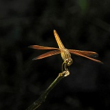Previous image